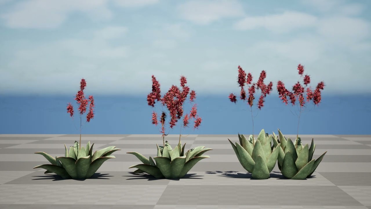 South African Aloe Striata 3D Model