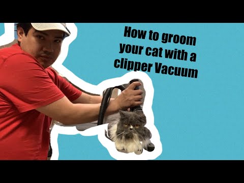 How to cut/ Not Shave your long hair cat/ Persian Cat