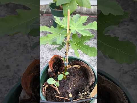 The Growth Journey of Fig Trees: The Joy of Planting | Episode 3017