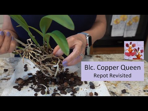 Repotting Blc. Copper Queen Orchid | Vigorous Grower - Why Repot Now? | Didn't I Just Repot This?