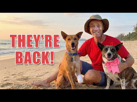 Big week saving street dogs 25 dogs to catch, an old friend visits and our hardest rescue returns