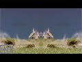 RQ Preview 100 V2 Effects Inspired By P2E