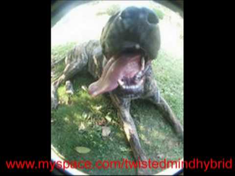 Oye Fiera  Mc Tito 87 RAP