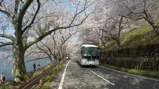 [問題] 櫻花季末神戶、京都等行程選擇