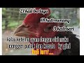 Si Tulang Ayam Tehnik Asor 18 Kali Win 3x Seri