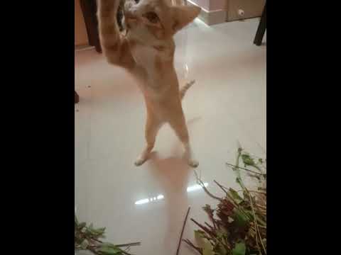 cute cat video 😘😘