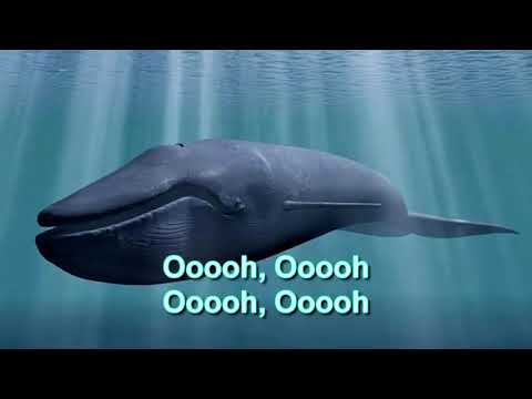 Blue whale theme song
