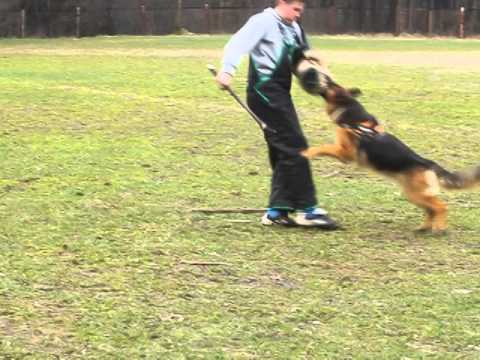 Oxana aus Wattencheid(Etoo aus Wattensheid),2014.03.26 (1)