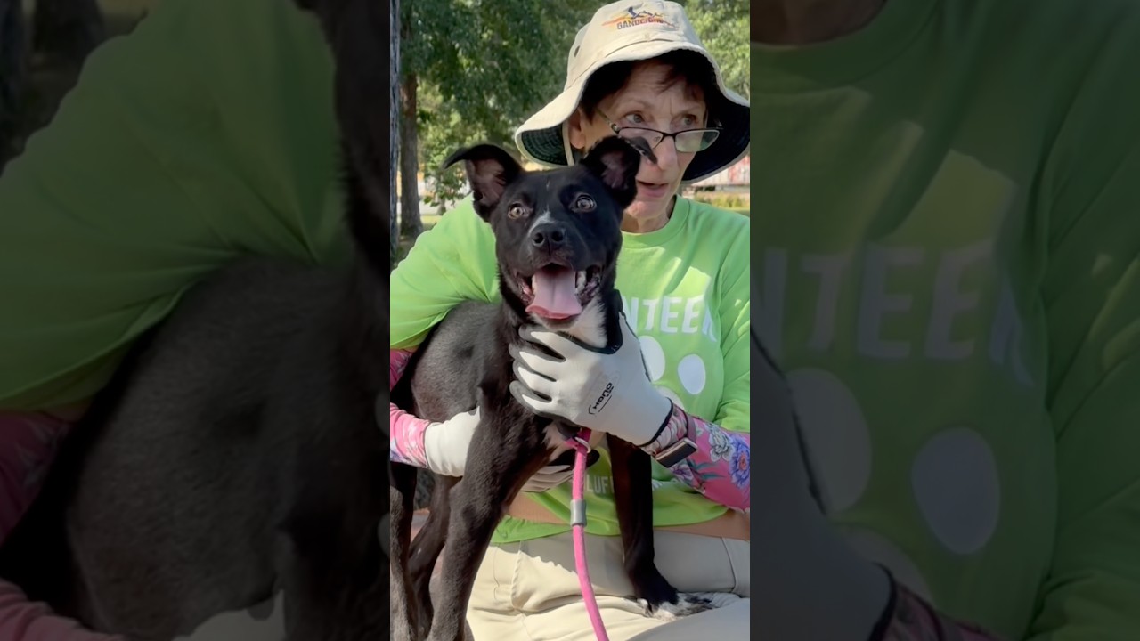 Clyde, a Adoptable Mixed Breed in Little Rock, AR video 6/6