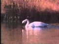 Animal Talk Swan