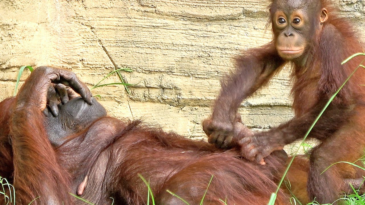 少しずつ大人の階段を登っているホッピー♂1歳10ヶ月・オランウータン2022/08/27