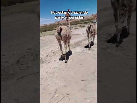 todos santos aquí en #curahuara_de_carangas #Oruro #bolivia