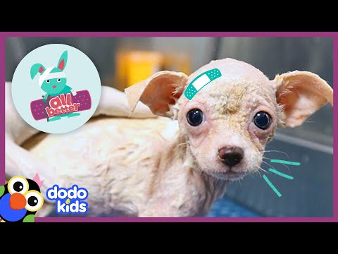 All Better Pippa — Pup Without Fur Is Feeling Like A Dog Again | Animal Videos For Kids | Dodo Kids