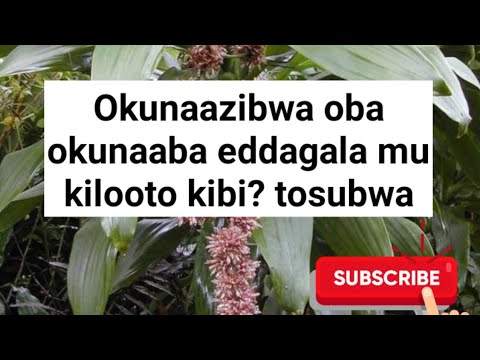 Gwe aloota nga onaaba eddagala oba nga bakunaaza eddagala bilungi ssi bilungi tosubwa