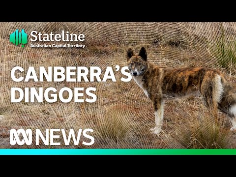 These alpine dingoes are a mystery — researchers want to change that | ABC News