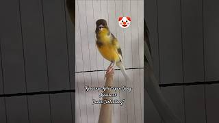 Download lagu 'KENARI LOKAL GACOR NGOTOT, PEDESS,,,‼️🔥🔥🔥#singing #birds #fyp #kicaumania mp3