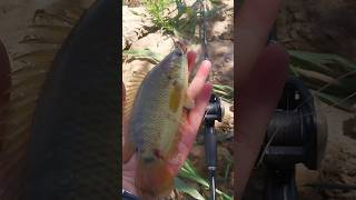 Download lagu REKOR IKAN BETOK TERBESAR ! #mancingriau #fishing #mancing mp3 Download lagu REKOR IKAN BETOK TERBESAR ! #mancingriau #fishing #mancing mp3