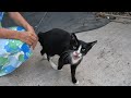 The Tailless Tuxedo Cat And Her Friends Were Very Hungry