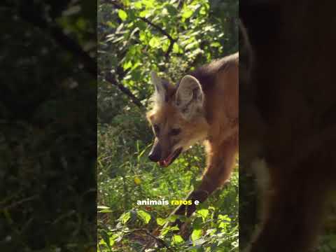 10 Fatos Surpreendentes sobre o Estado de Goiás - #goias #paisagens #landscape #mapas #maps #flags