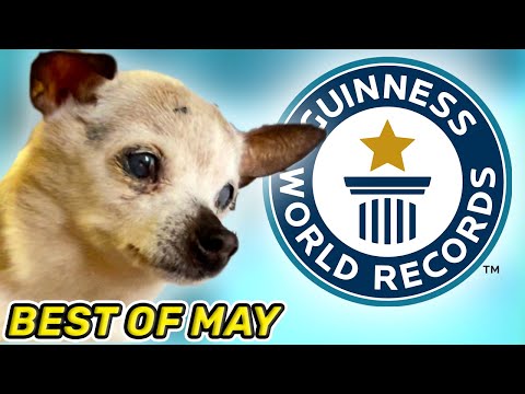 World's Oldest Dog AND MORE! - Guinness World Records