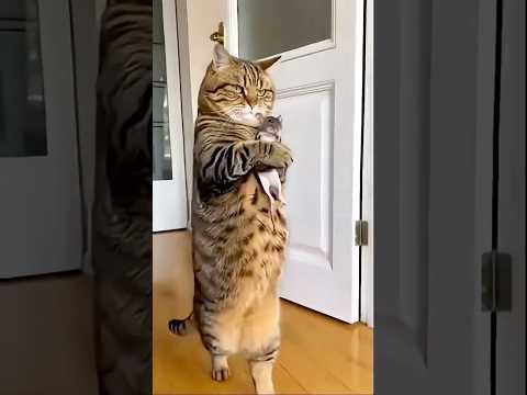 Gatonildo tá zangado com rato kkk #comediadodia #comédia #comedy