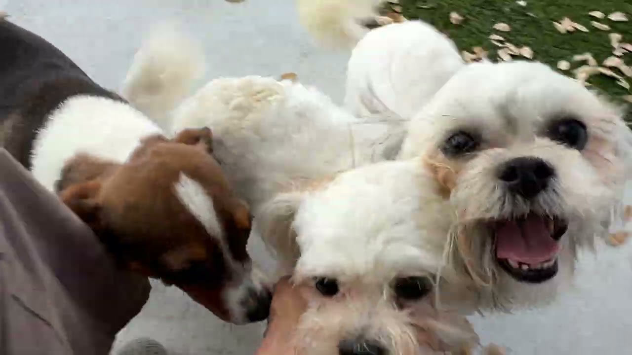Enlarge Bunny and Teddy: Bonded Pair, a Adoptable mixed breed in Austin, TX video 6/6