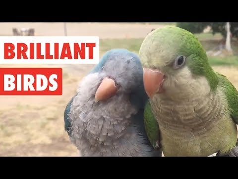 Brilliant Birds | Funny Bird Video Compilation 2017
