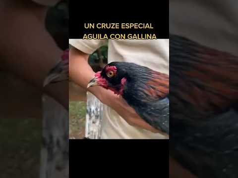 Cruza Aguila con Gallina