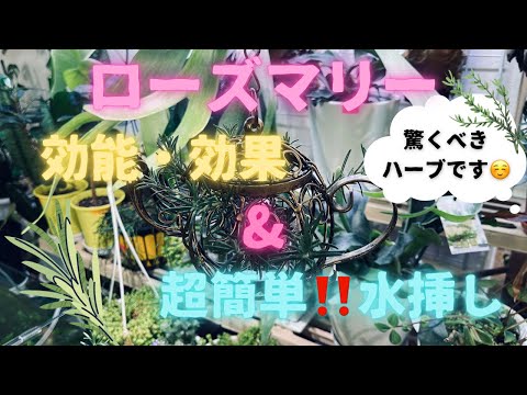 ローズマリーが白くなるのはなぜですか?この葉についている白い粉は何ですか？そして、どうすればそれを取り除くことができますか？  庭園