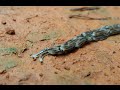 Fungus Gnat Larvae Travelling in Procession 