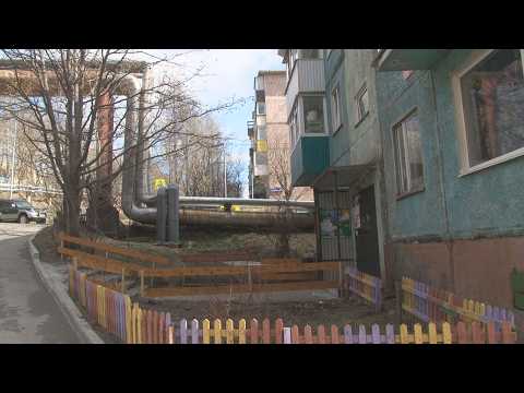ЦЕНА УПАВШЕГО ДЕРЕВА? | Новости Камчатки | Масс Медиа