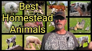Top 3 Animals for Small Scale Homesteading!