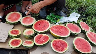 손자와 잘익고 맛있는수박 고르는 방법 (장마철에 잎이 마르고 수박이 햇빛에 데였습니다.)