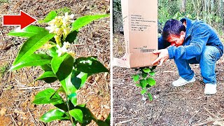 How To Protect CITRUS Trees From FROST - The EASY WAY!!