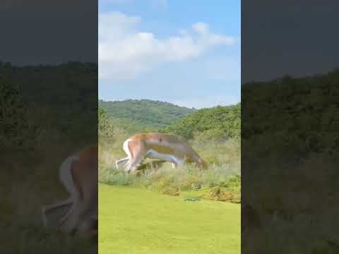 Antelope fights back against leopard. Animal fighting power competition. Wonderful moments of anima