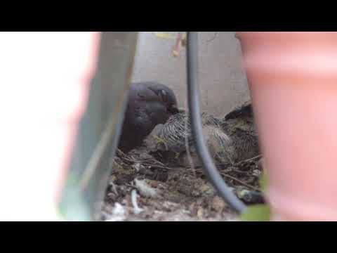 20200823 105502 MVI 6194 Taubennest