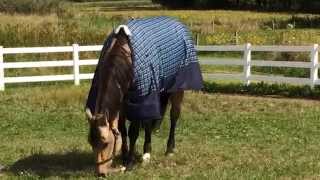 preview picture of video 'Storm Pro Waterproof Turnout Blanket'
