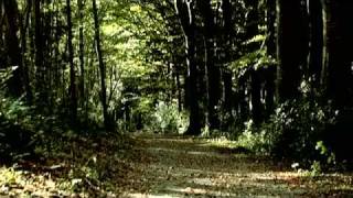 Human Greed : In Absentia