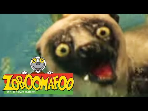 🐒 Zoboomafoo 🐒 119 | Running - Full Episode | Kids TV Shows