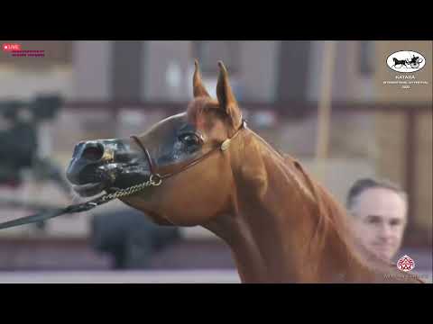 N 418 TAHANI AL KHALED   Katara Int  Arabian Horse Festival 2022   Mares 11+ Years Old Class 9