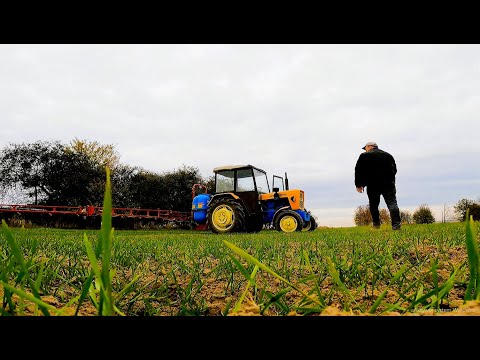 Ursus C-330 akcja Pryskanie pszenicy od chwastu 2025