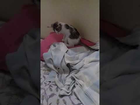 My  little  sweet  chunnu cat. ☺