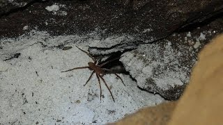 preview picture of video 'Paulo Fábio Prado - Caverna dos Ecos'