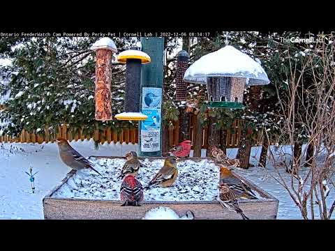 Colorful Finches of Canada's Boreal Forest Share The Bounty Of The Ontario FeederWatch Cam