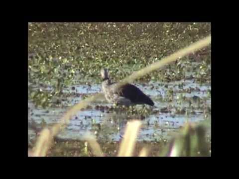 Aves en el Bañado de los Indios.