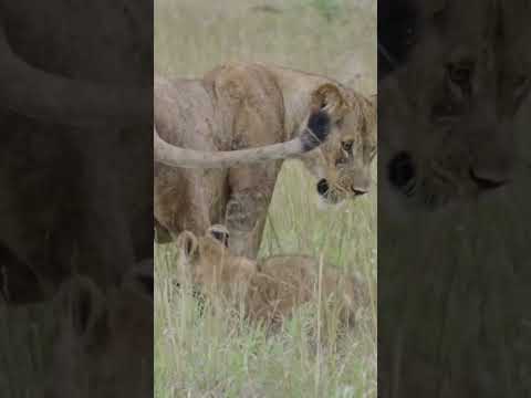 Lion Population Monitoring