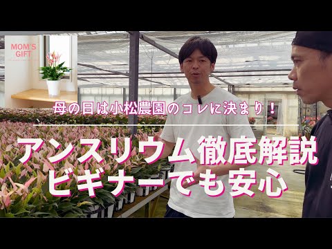 アンスリウムが一番嫌いなものは何ですか?培養シート  庭園