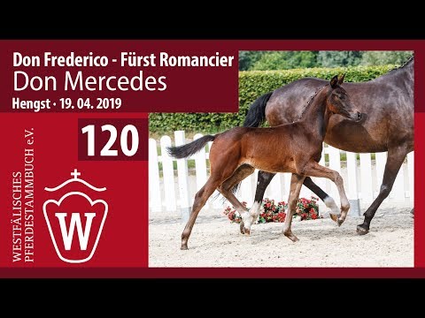 120 Don Mercedes Hengst v. Don Frederico - Fürst Romancier