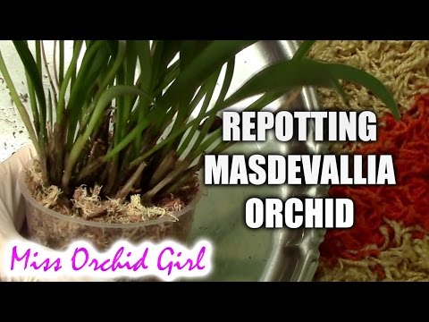 , title : 'Repotting Masdevallia Bellavallia orchid'