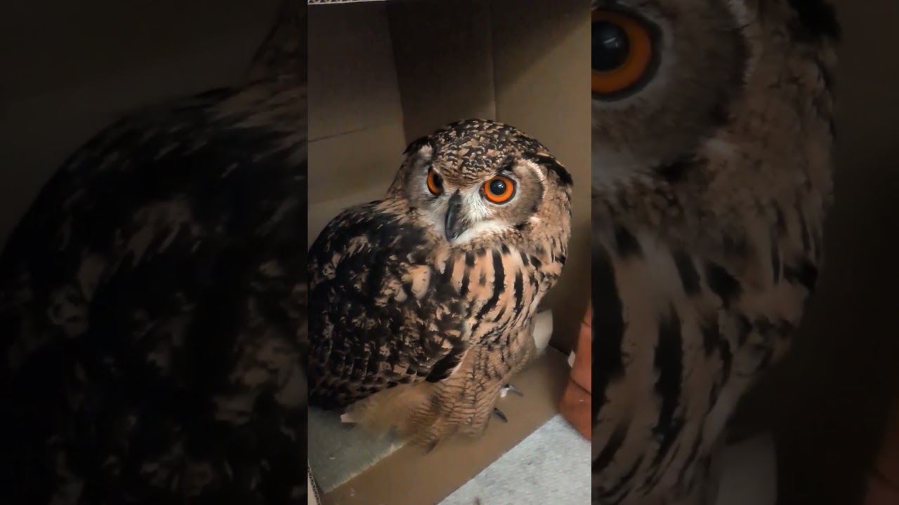 ダンボールハウスが気に入ったフクロウ(〇v〇)